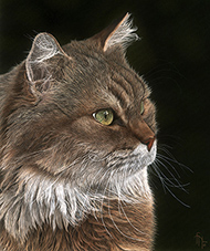 Wildlife artist-Chat de Garde