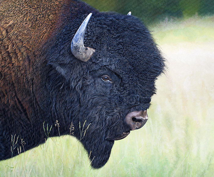 Wildlife artist-Tatanka